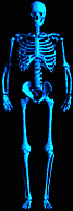 spinning blue skeleton